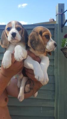 Beautiful Beagle puppies for good home